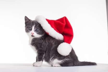 Christmas Kittyの写真素材
