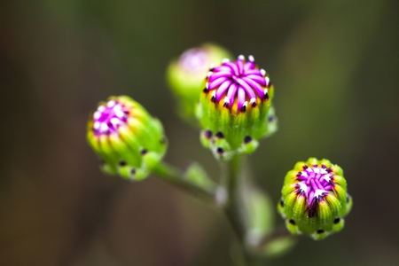 Spring Budsの写真素材