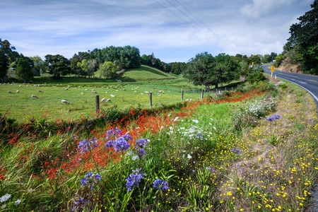 Roadside Springflowersの写真素材