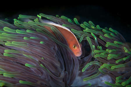 Nosestripe Anemonefishの写真素材