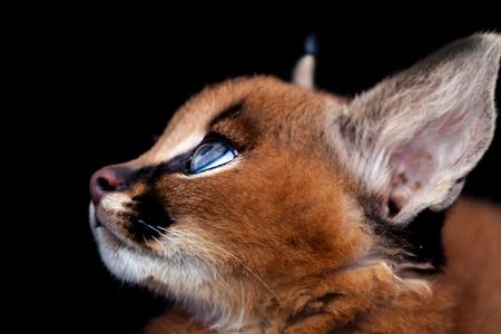 Caracal face