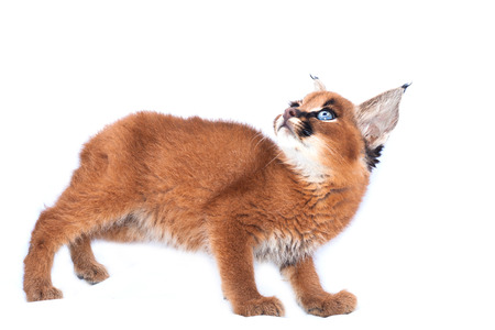 Caracal babyの写真素材