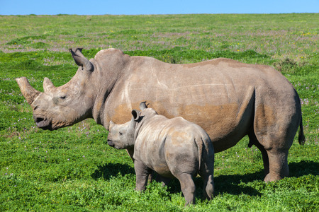 Rhino mother and calf standing in grass の写真素材