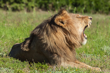 Lion roaringの写真素材