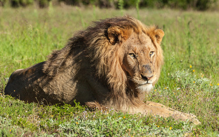 Lion lying in the grassの写真素材