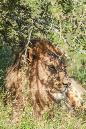 Lion lying in the shade camouflaged under a treeの写真素材