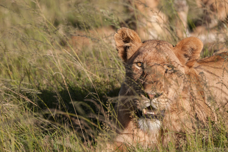 Lioness hiding in the grassの写真素材