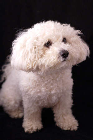 Bichon Frise Dogの写真素材