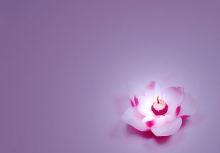 Lilac candle backgroundの写真素材