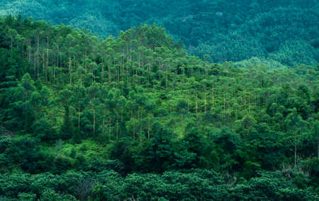 different kinds of trees in the mountain forest in Chinaの写真素材