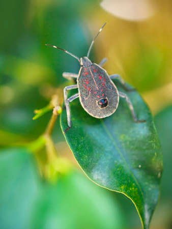 chinch sitting on a leaf in the chinese mountainsの写真素材