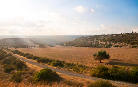 field with tree and hills during sunset in Cyprusの写真素材