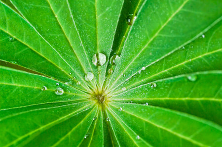 green lupin leaf with water drops