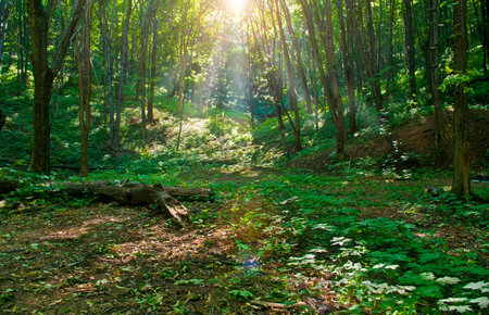green forest on sunny simmer day