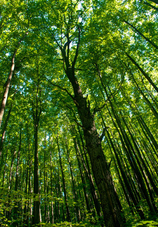 tall trees in forest low angle