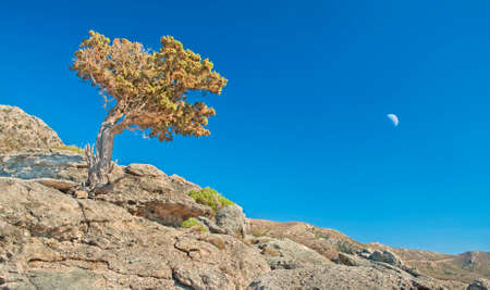 old tall juniper tree growing on rocks against clear blue sky and moon on sunny summer day, Kedrodasos beach, Crete, Greeceの写真素材