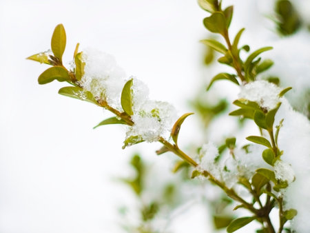 branches with green leave covered with snow and ice, Daegu