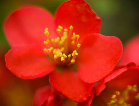red flower with pistils and stamens macroの写真素材