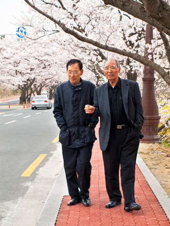 GYEONGJU, SOUTH KOREA â APRIL 11, 2014: Photo of two elderly Korean menwalking in the street in Gyeongju under blooming cherry trees during the annual Cherry Blossom Festival.のeditorial素材