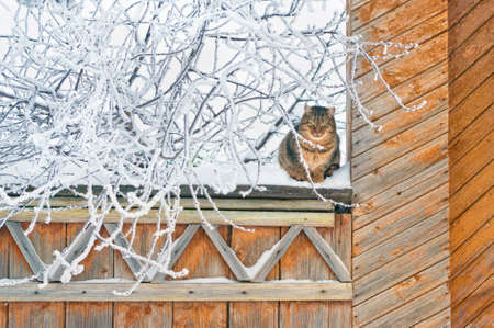 Fluffy cat sitting on wooden fence at gate of old village house with big tree covered in snow and frost on winter dayの写真素材