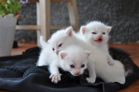 three blue-eyed white kittens on the porch