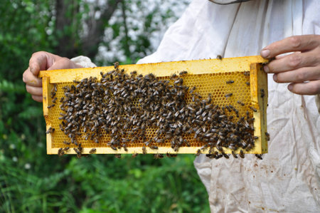 apiarist holding the hive with beesの写真素材