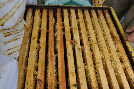 hives and sweetness honey of bees in the hive