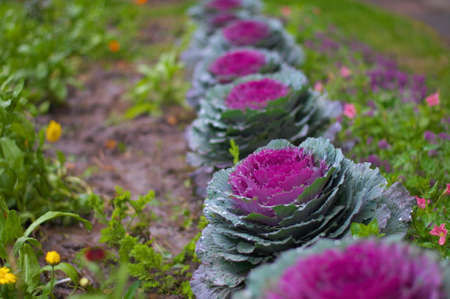 Decorative coloured ornamental rosy pink cabbageの写真素材