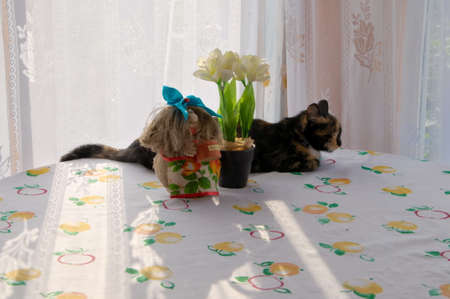 Cat on the table  Still lifeの写真素材