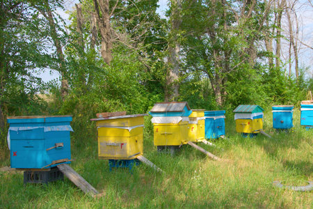  bee-garden