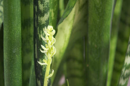 blooming Sansevieria is a miracleの写真素材