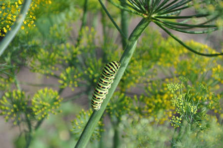Ð¡aterpillar on a branchの写真素材