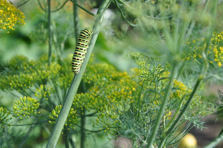 Ð¡aterpillar on a branchの写真素材