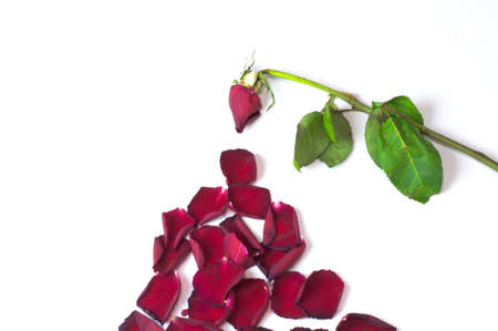 Faded rose like piramidaの写真素材