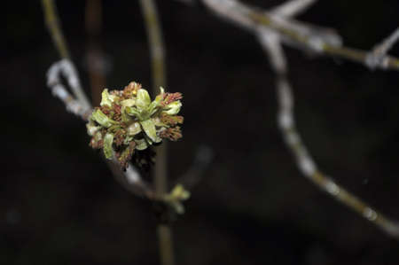 Burgeon with snow at spring in Siberiaの写真素材