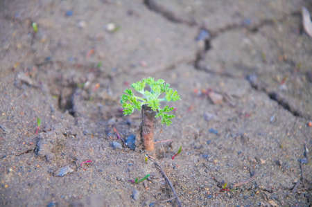 Young green sprout in dry soil, backgroundの写真素材