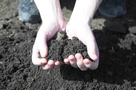 clod of earth in the hands of the farmer on soil background