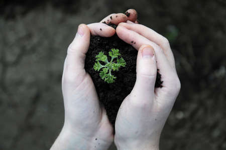 Hand holding plant seed in  black soil, dark backgroundの写真素材