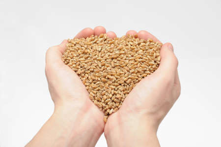 Natural wheat grains in hand isolatedの写真素材