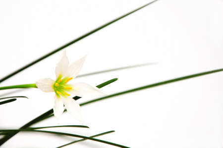White flower at white background isolatedの写真素材