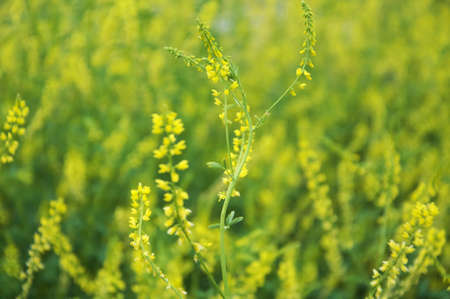 Melilotus, known as Melilot or Sweet-clover, is a genus in the family Fabaceae. Members of common grassland plants and of weeds of cultivated ground. Originally from Europe and Asia, it is now found worldwide.の写真素材