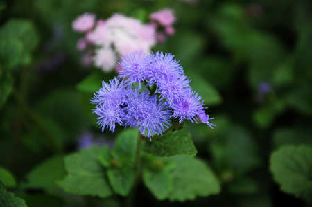 Purple blossoming flower Ageratum in the gardenの写真素材