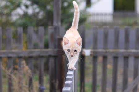 Ginger cat walking on a wooden fenceの写真素材