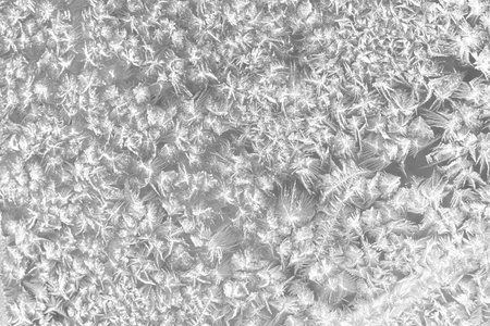Winter severe frost pattern of petal on glass