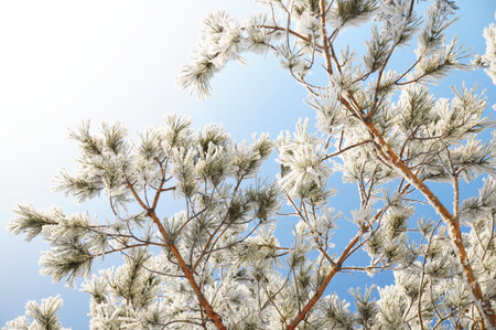 firtree tree crown in winter snow hoarfrost