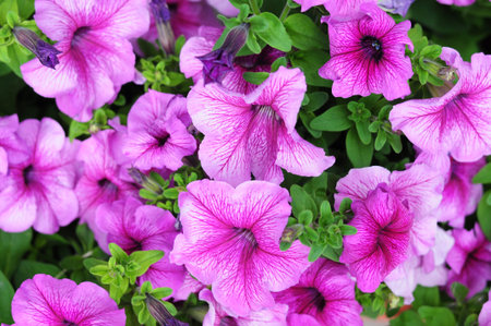 Pink petunia flower plants in the garden