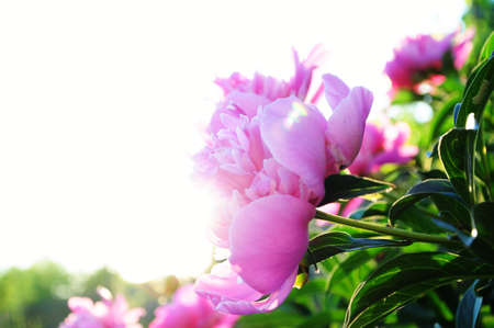 Pink peony flower blossoming in the sunsetの写真素材