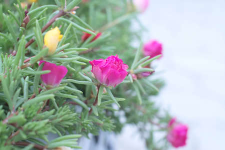 portulaca pink flower bud in its folliageの写真素材