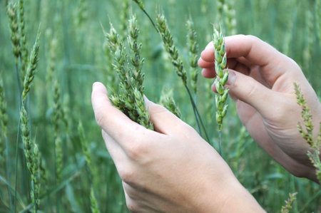 Natural wheat green sprouts touching by  hands