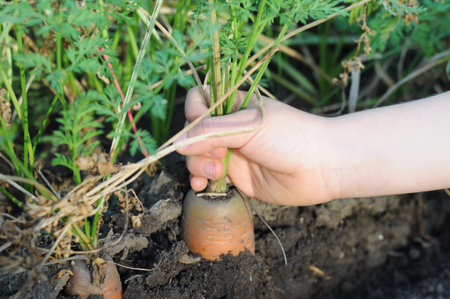 Child hand pulling  out the carrot from the earth